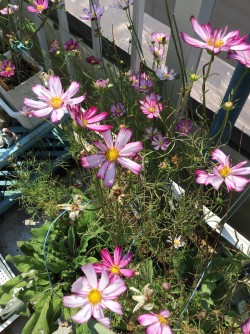 コスモス「スイートシックスティーン」 三月にタネをまいて、六月に咲き、六月にタネをまくと、暑さで枯れました。イギリスの種は、日本の夏を越せないようです。