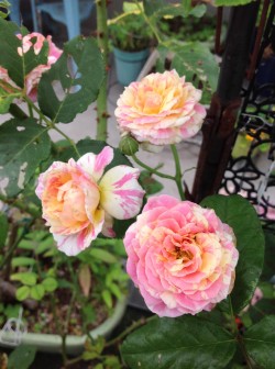 フレンチローズ「クロード・モネ」 ピンクと黄色の絞り咲き