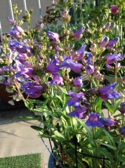 ペンステモン「ヘブンリー・ブルー」 花の根元がピンク色で、先の方は青いという、華やかな花です。