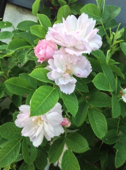 一季咲きのバラ「フィンブリアータ」   カーネーションのような花形で、可愛い桜色。