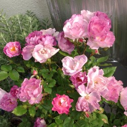 「ブルー・フォー・ユー」あまり青くありませんが、青薔薇。
