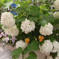 「ビバーナム・スノーボール」よく間違えられるんです、紫陽花と。